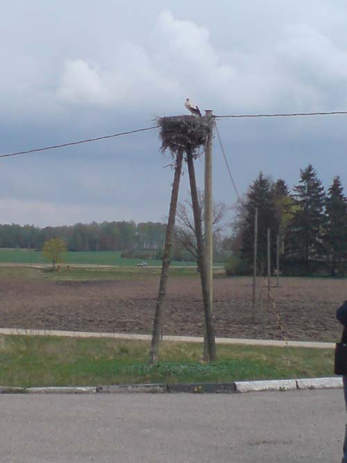 BZD